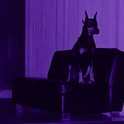 Picture for song 'Big Dawg (Future x Wheezy x Southside)' by artist 'LEXI BANKS'