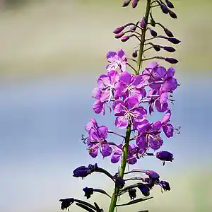 Picture for song 'i believe' by artist 'Mattila'