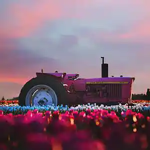 Picture for song 'Melodic Type Beat Rose' by artist 'prodkyo'