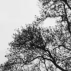 cover pic