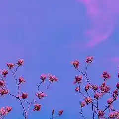 Picture for song 'Beat 2294 LoFi (Another Day)' by artist 'Yellow Bird'