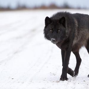 Picture for song 'Lone Wolf' by artist '2Raw Muzik'