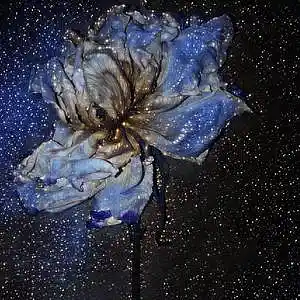 Picture for song 'Crazy beautiful Love' by artist 'Universal Momma Bear'