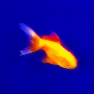 Picture for song 'TETRACYCLINE - Travis Scott x Southside Trap' by artist 'nolyrics music group'