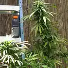 Picture for song 'Kush & Gatorade (Gucci Future & Wiz)' by artist 'ODARNELL'