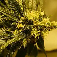 Picture for song 'Kush Mountains ' by artist 'PRESBEATZ'