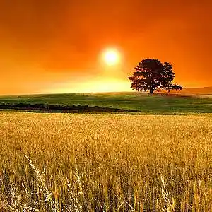 Picture for song 'A Better Yield' by artist 'Brett Service'