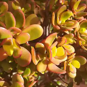 Picture for song 'Sin título' by artist 'Ferran Mauri'