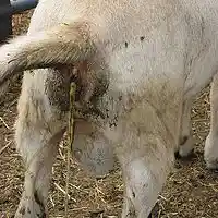 Picture for song 'Ive got a bug in my ass' by artist 'JimRoss'