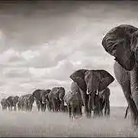 Picture for song 'The demise of the Elephant' by artist 'Dawn Chorus'
