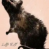 Picture for song 'THE LAB RAT- DREAMY SPACEY BEAT' by artist 'LAB RAT KS'