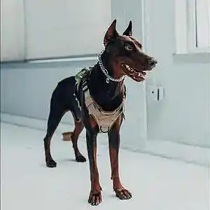 Picture for song 'LOYALTY' by artist 'Nick Vanelli'