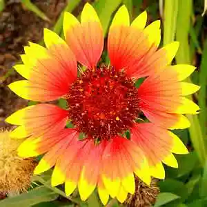 Picture for song 'Desert Blues playalong' by artist 'Caravan World Music Ensemble'