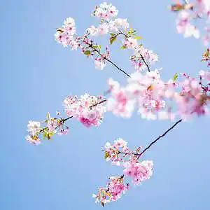 Picture for song 'Golden' by artist 'P.R Beats'