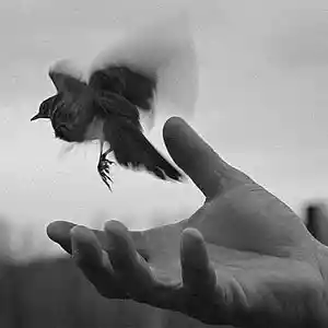 Picture for song 'I'm letting go' by artist 'allbestok'