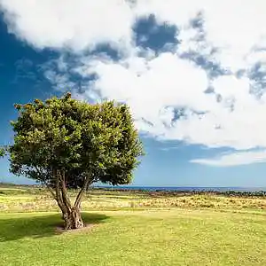 Picture for song 'Genius' by artist 'P.R Beats'