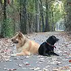 Picture for song '1 Step Forward 2 Heartbreaks Back (singer: C Hall)' by artist 'Wil's Music'