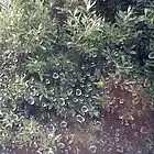 Picture for song ''Raining during the weekend'' by artist 'Nadia Cripps'