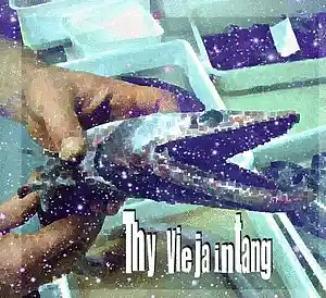 cover pic