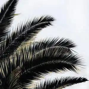 Picture for song 'Palm Street (Buy 1 Get 4 Free)' by artist 'HappyFace'