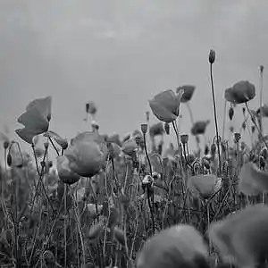 Picture for song 'Fourteen, Eighteen' by artist 'richaux'