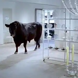 Picture for song 'Bull in a China Shop' by artist 'Desiradio'