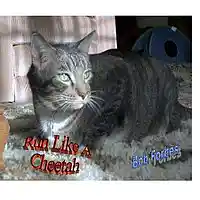 Picture for song 'Run Like A Cheetah (version 1)' by artist 'Bob Forbes'