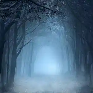 Picture for song 'Forest' by artist 'Vladimir79'