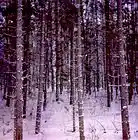 Picture for song 'A Mustard Seed Is All You Need' by artist 'David R Banta'