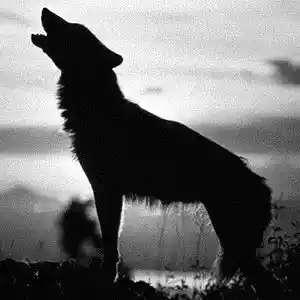 Picture for song 'Alpha - free dl' by artist 'Jojoinsanebeats.com'