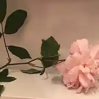 Picture for song 'Love' by artist 'Zakwan Anthony'