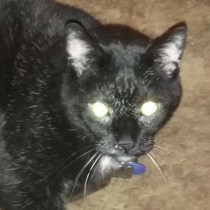 Picture for song 'The Festival Of The New Old Bluez Thing_mixdown_01' by artist 'Larry Banks'