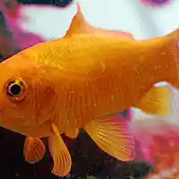 Picture for song 'I Just Cant Hear the Fish Man' by artist 'Viking Blues'