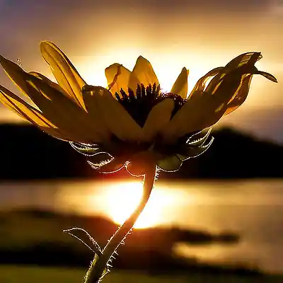Picture for song ''wildflowers' Uplifting Pop / Soundtrack Type Beat' by artist 'DiMuro Beats'