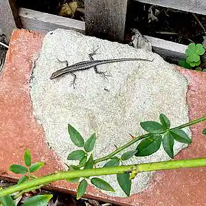 Picture for song 'skink' by artist 'tichphillips'