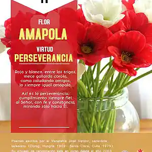 Picture for song 'Dia 11-Flor Amapola' by artist 'Producciones Vandor'
