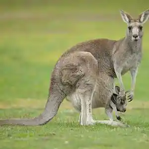 Picture for song 'Kangaroo' by artist 's9undV1ZNZ K 0 D 3 7'