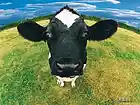Picture for song 'THE ANIMAL SHOW' by artist 'tamsnumber4'