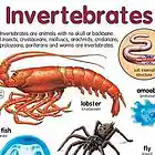 Picture for song 'Genius - Get Back' by artist 'Virginia Genius'