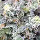 Picture for song 'Roll it up!! ***NEW*** T-34 Productions' by artist 'T-34 Productions'