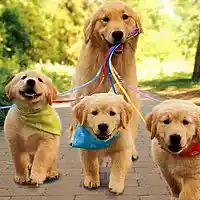 Picture for song 'Puppy Strings (90 BPM)' by artist 'Freigheist'