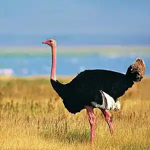 Picture for song 'INTUITION @ 116 BPM' by artist 'NAGGI VISION'