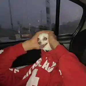 Picture for song 'PUSHIN - Yo Gotti x Moneybagg Yo x 808 Mafia' by artist 'nolyrics music group'