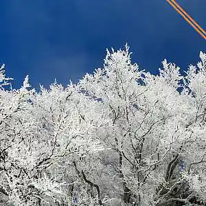 Picture for song 'Frozen Flowers' by artist 'AllBeats4u'