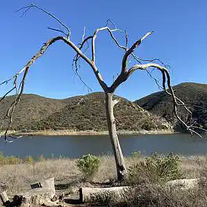 Picture for song 'Last Leaves' by artist 'Gagmesharkoff'