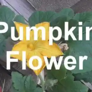 Picture for song '1. Pumpkin Flower' by artist 'Jesse De La O'