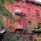 Picture for song 'You Should Have Known' by artist 'Tony Anonymous'