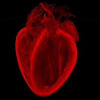 Picture for song 'Cardiac Arrest (Defib Mix)' by artist 'XL73'