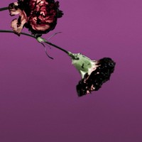 Picture for song 'Rebel (Exclusive Rights 200$)' by artist 'Pandora Nightz'