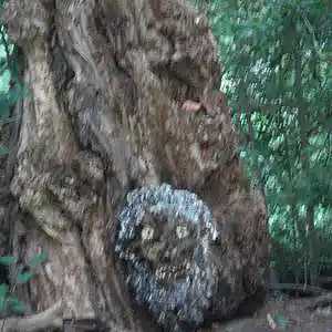 Picture for song 'Mr. Lonely' by artist 'Rick Smerage'